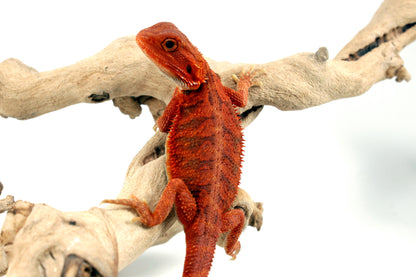 Hypo Translucent Super Red Bearded Dragon - All Reptiles