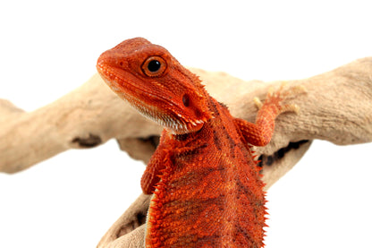 Hypo Translucent Super Red Bearded Dragon - All Reptiles