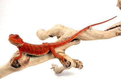 Hypo Translucent Super Red Bearded Dragon - All Reptiles