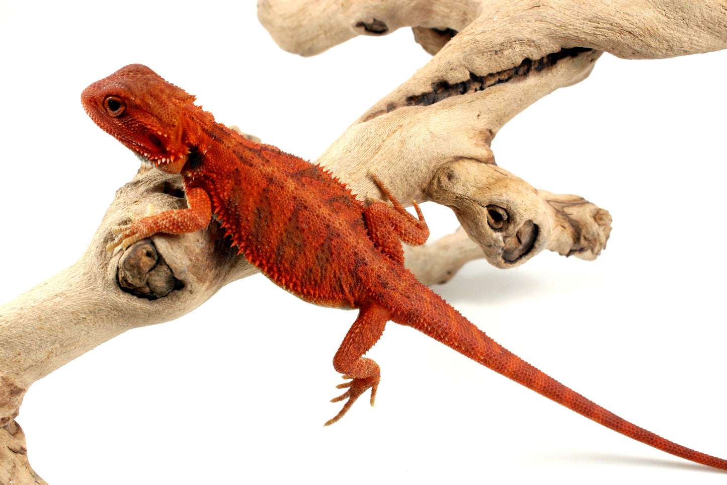 Hypo Translucent Super Red Bearded Dragon - All Reptiles