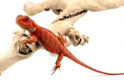 Hypo Translucent Super Red Bearded Dragon - All Reptiles