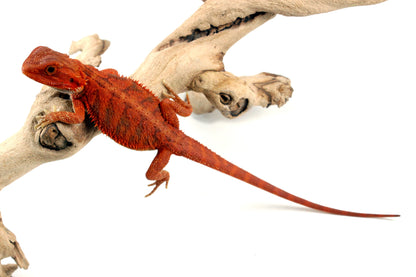 Hypo Translucent Super Red Bearded Dragon - All Reptiles