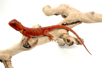 Hypo Translucent Super Red Bearded Dragon - All Reptiles