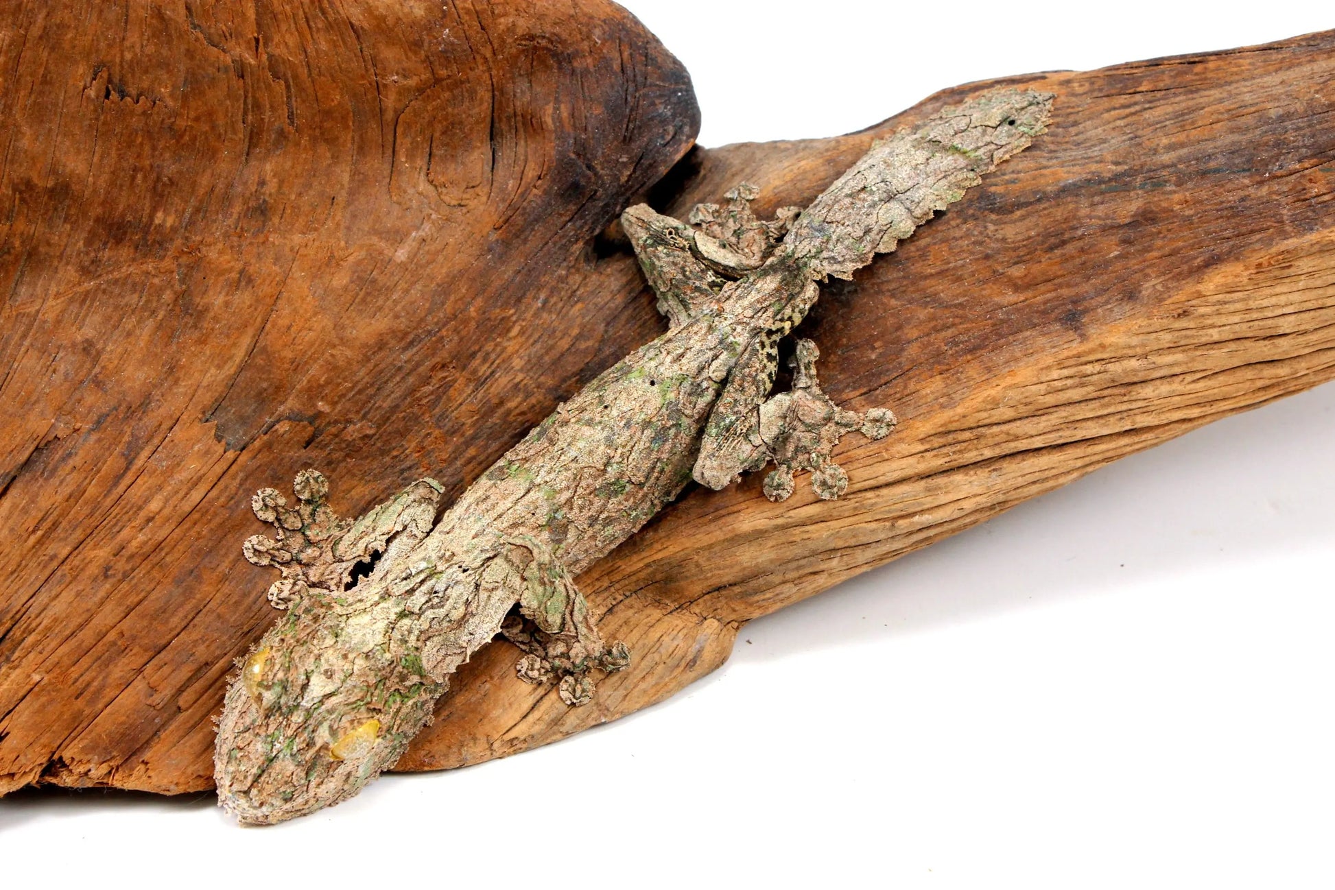 Mossy Leaf Tail Gecko - All Reptiles