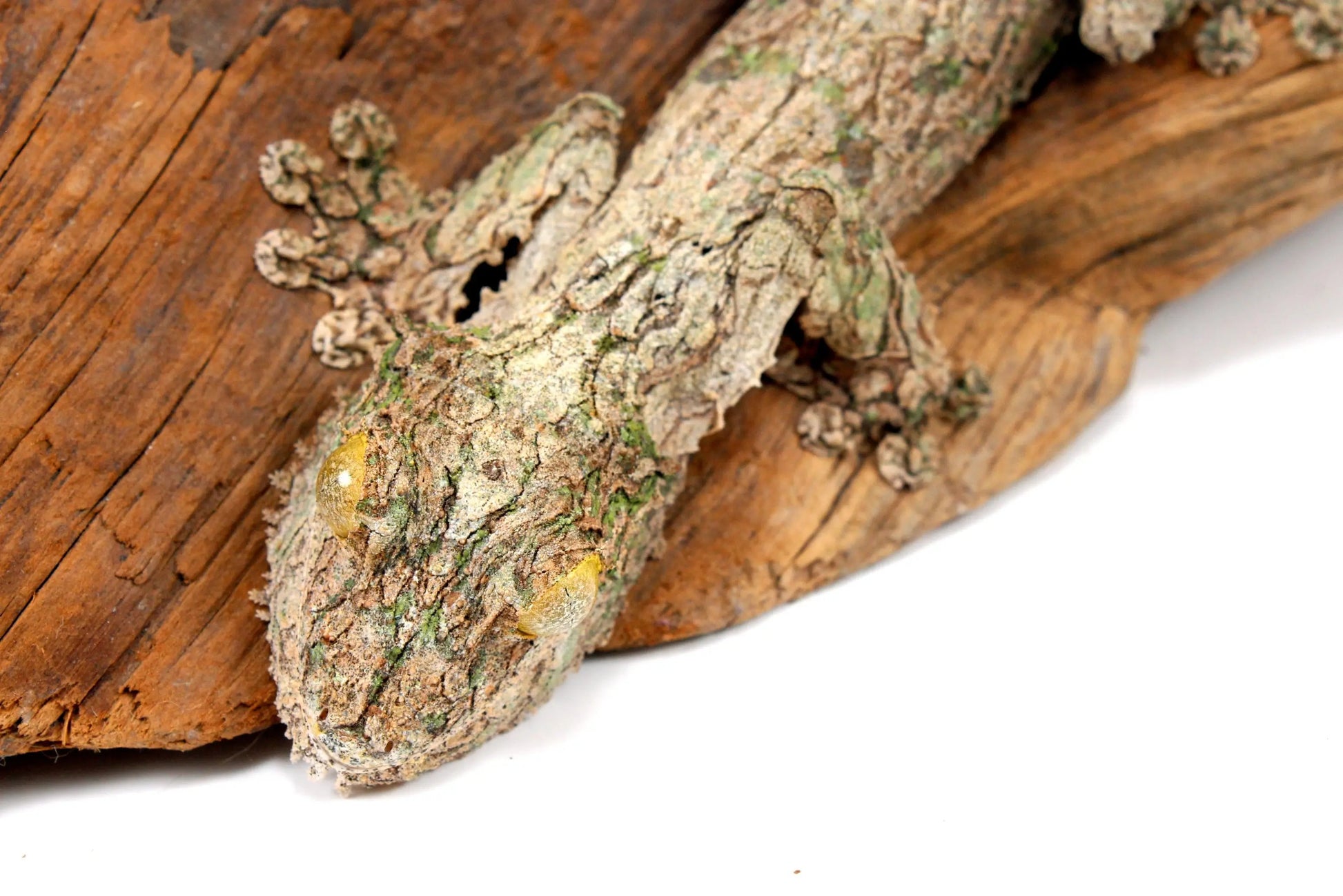 Mossy Leaf Tail Gecko - All Reptiles