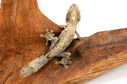 Mossy Leaf Tail Gecko - All Reptiles