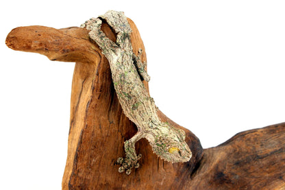 Mossy Leaf Tail Gecko - All Reptiles