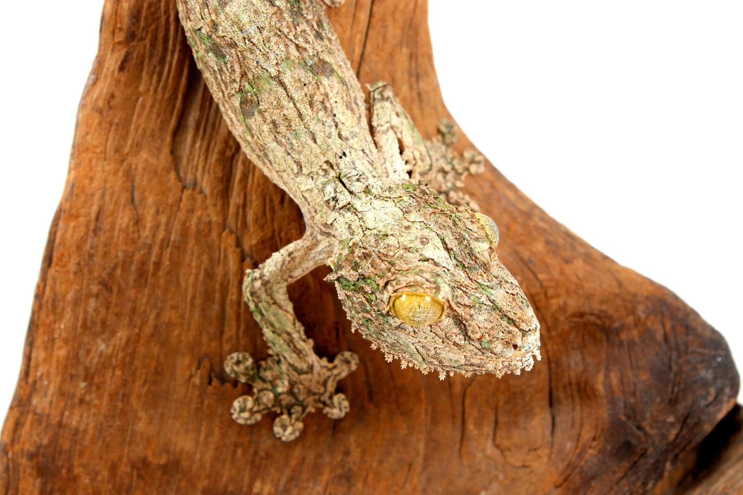 Mossy Leaf Tail Gecko - All Reptiles