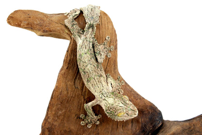 Mossy Leaf Tail Gecko - All Reptiles