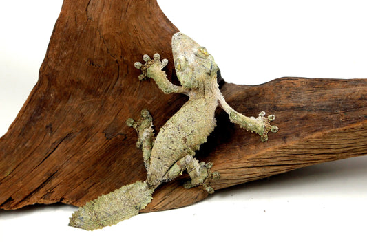 Mossy Leaf Tail Gecko - All Reptiles