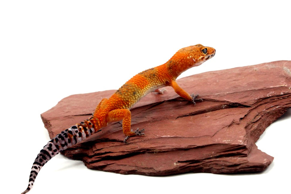 Blood Emerine Leopard Gecko All Reptiles