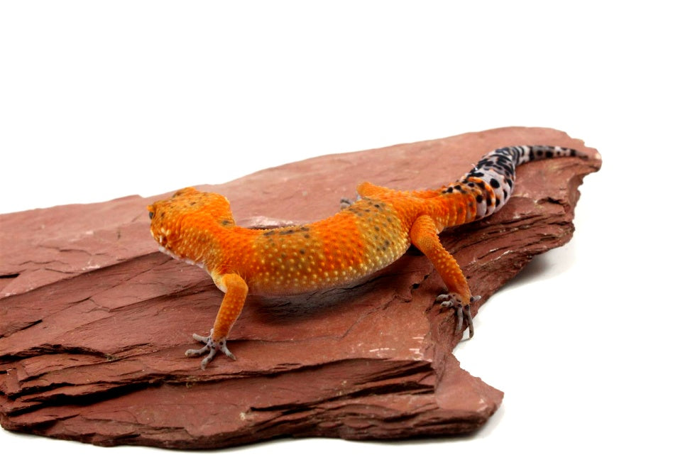 Blood Emerine Leopard Gecko All Reptiles