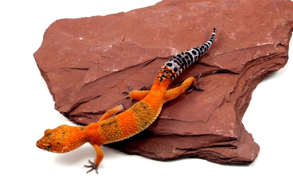 Blood Emerine Leopard Gecko All Reptiles