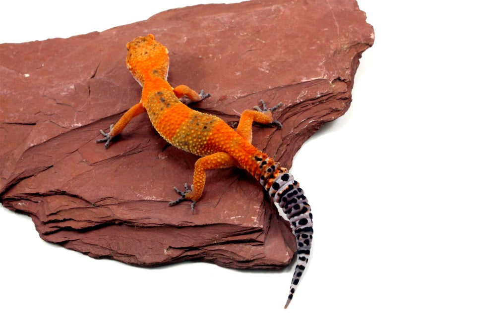 Blood Emerine Leopard Gecko All Reptiles
