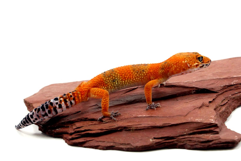 Blood Emerine Leopard Gecko All Reptiles