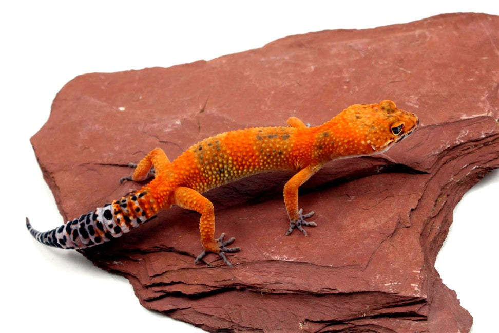 Blood Emerine Leopard Gecko All Reptiles