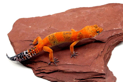Blood Emerine Leopard Gecko All Reptiles