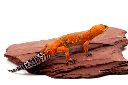 Blood Emerine Leopard Gecko All Reptiles