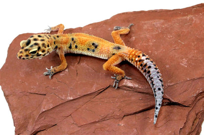 Calico Firefox Leopard Gecko - Imperfect All Reptiles