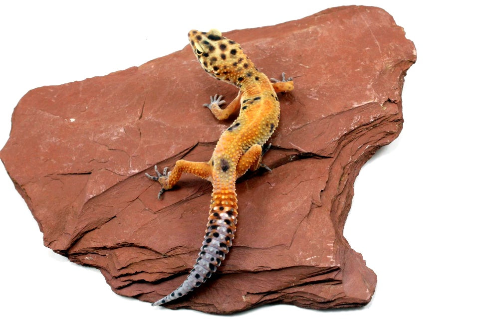 Calico Firefox Leopard Gecko - Imperfect All Reptiles