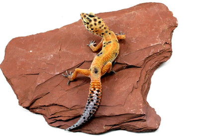 Calico Firefox Leopard Gecko - Imperfect All Reptiles