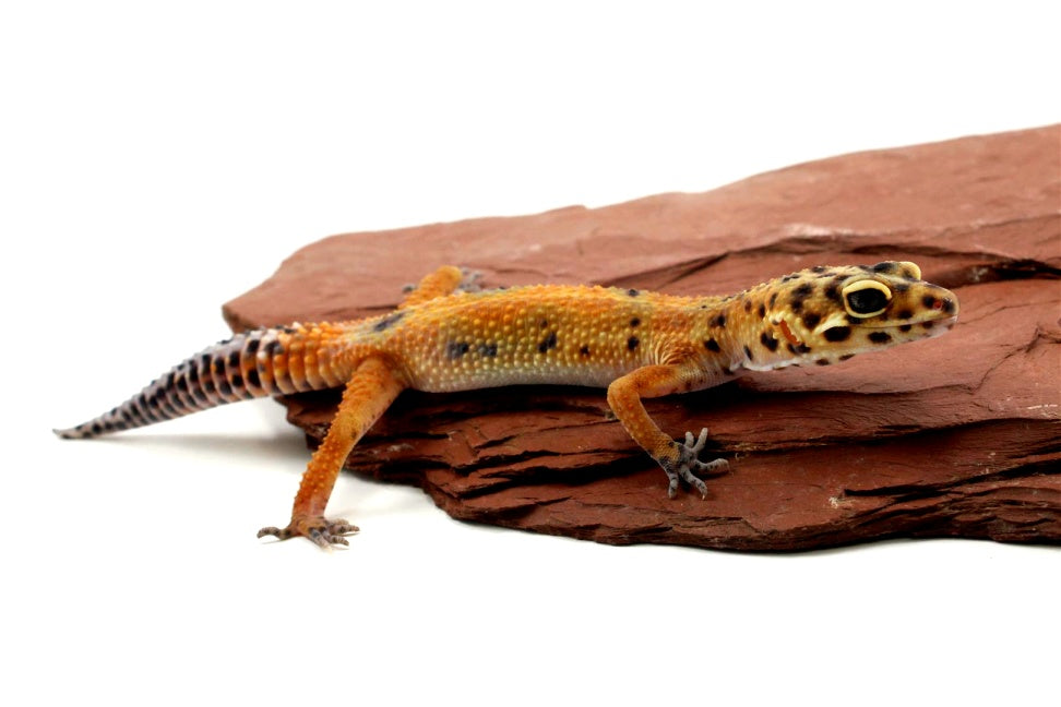 Calico Firefox Leopard Gecko - Imperfect All Reptiles