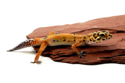 Calico Firefox Leopard Gecko - Imperfect All Reptiles