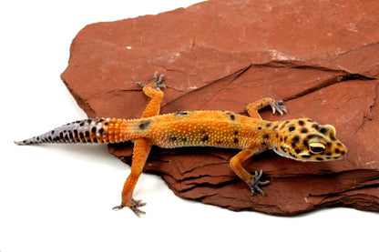 Calico Firefox Leopard Gecko - Imperfect All Reptiles