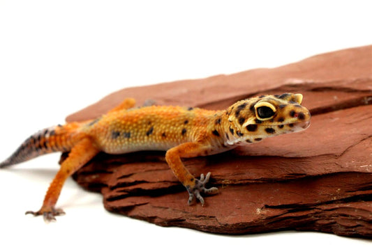Calico Firefox Leopard Gecko - Imperfect All Reptiles