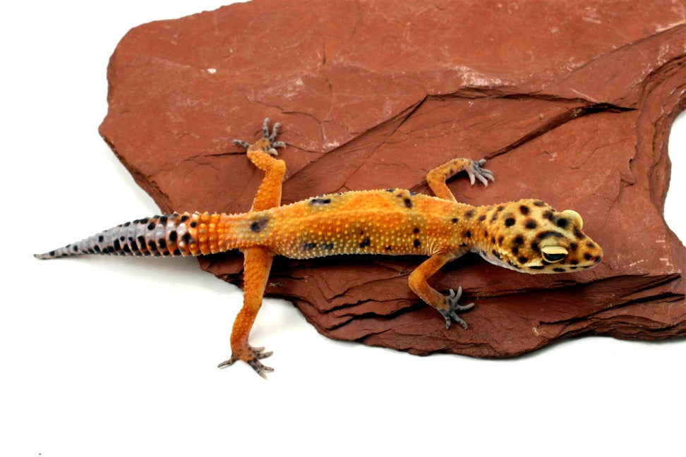 Calico Firefox Leopard Gecko - Imperfect All Reptiles