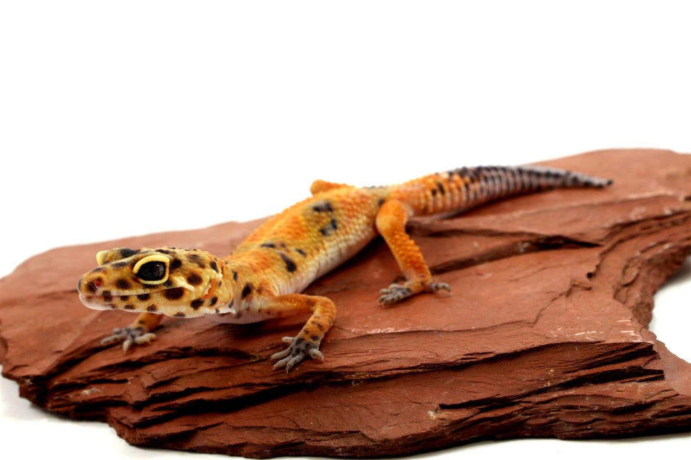 Calico Firefox Leopard Gecko - Imperfect All Reptiles