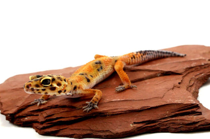 Calico Firefox Leopard Gecko - Imperfect All Reptiles