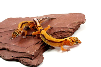 Molten Lavender Leopard Gecko All Reptiles