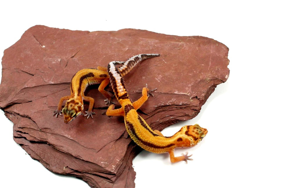 Molten Lavender Leopard Gecko All Reptiles