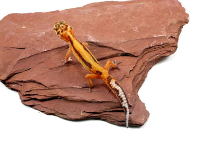 Molten Lavender Leopard Gecko All Reptiles