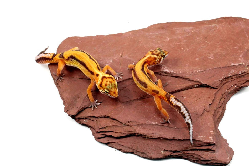 Molten Lavender Leopard Gecko All Reptiles