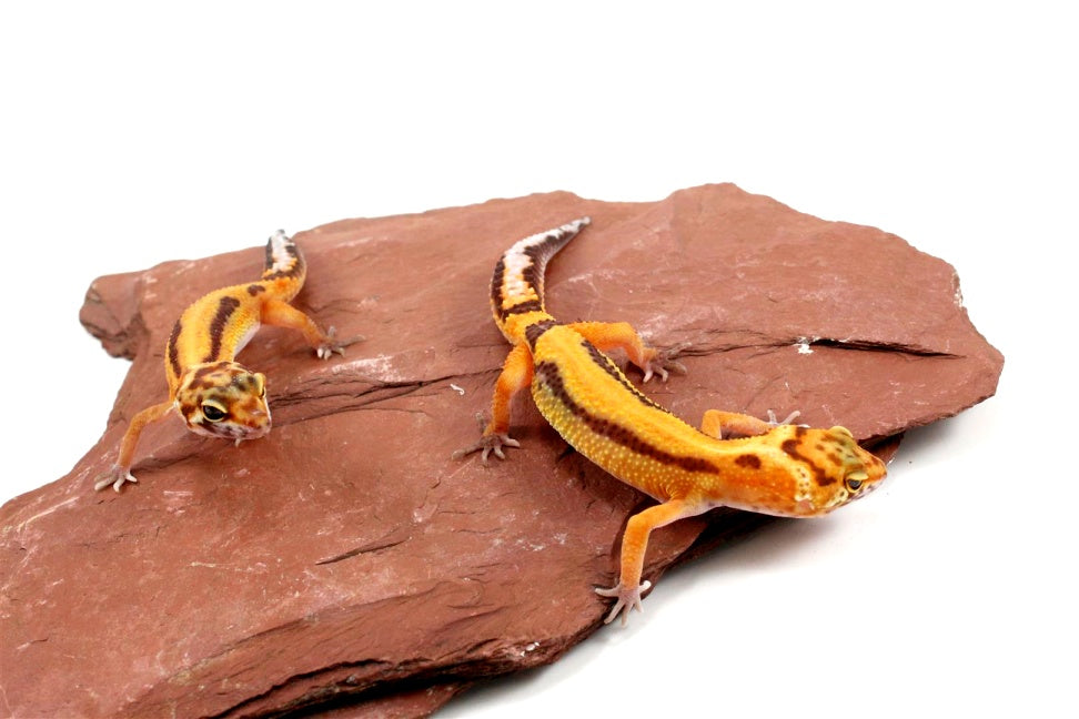 Molten Lavender Leopard Gecko All Reptiles