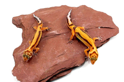 Molten Lavender Leopard Gecko All Reptiles