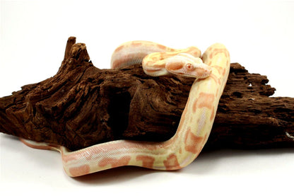 Sunglow Motley Colombian Boa het Anery All Reptiles