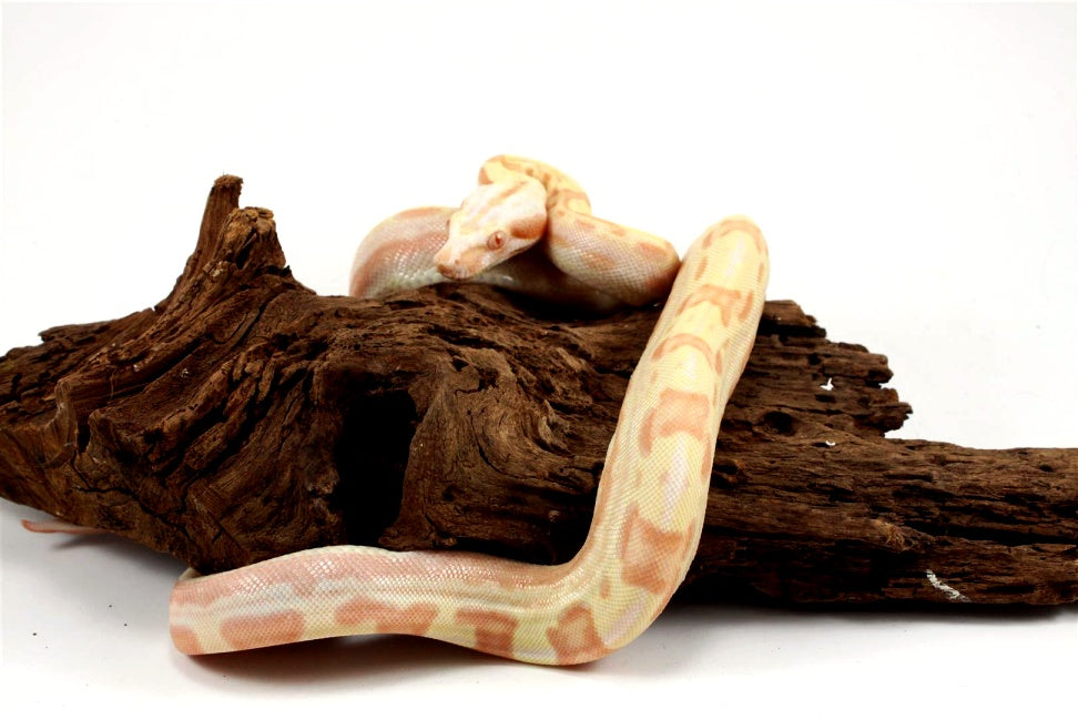 Sunglow Motley Colombian Boa het Anery All Reptiles