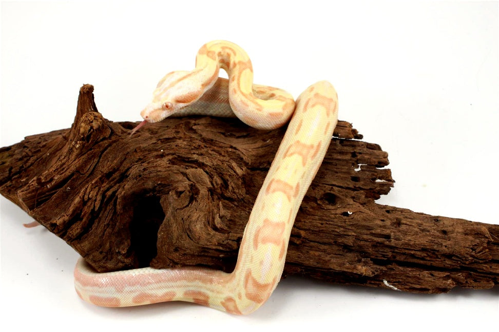 Sunglow Motley Colombian Boa het Anery All Reptiles