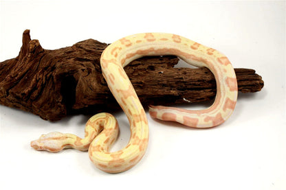 Sunglow Motley Colombian Boa het Anery All Reptiles