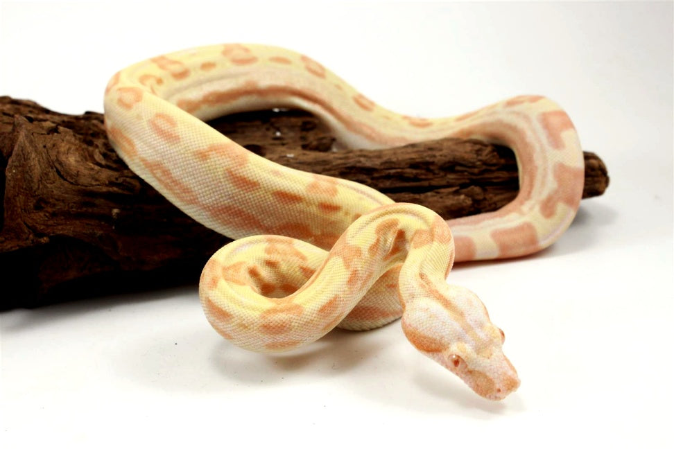 Sunglow Motley Colombian Boa het Anery All Reptiles