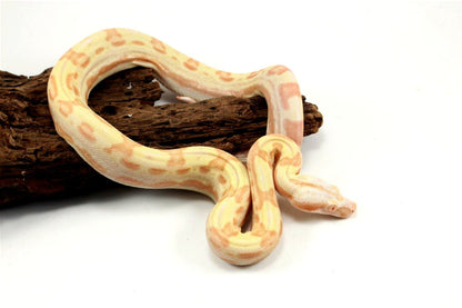 Sunglow Motley Colombian Boa het Anery All Reptiles