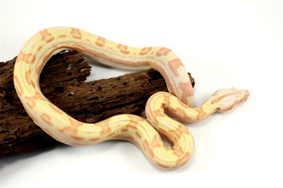 Sunglow Motley Colombian Boa het Anery All Reptiles
