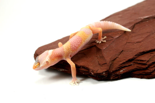 Bubblegum Albino Leopard Gecko All Reptiles