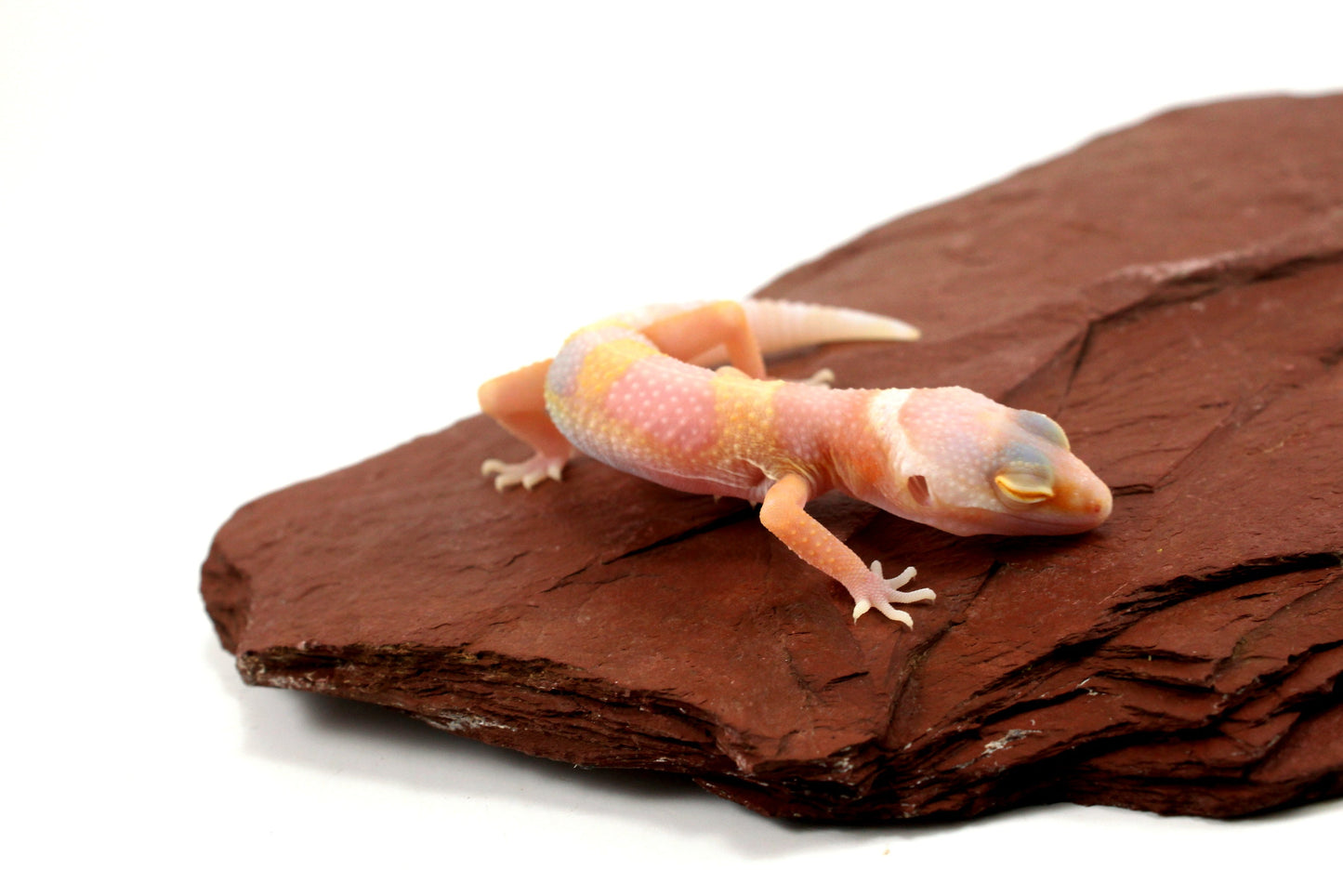 Bubblegum Albino Leopard Gecko All Reptiles