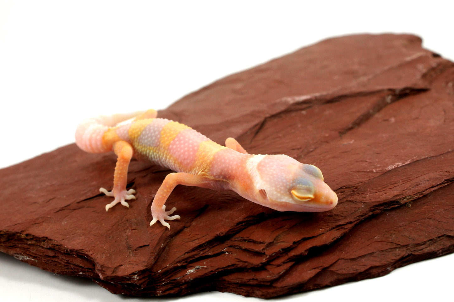 Bubblegum Albino Leopard Gecko All Reptiles