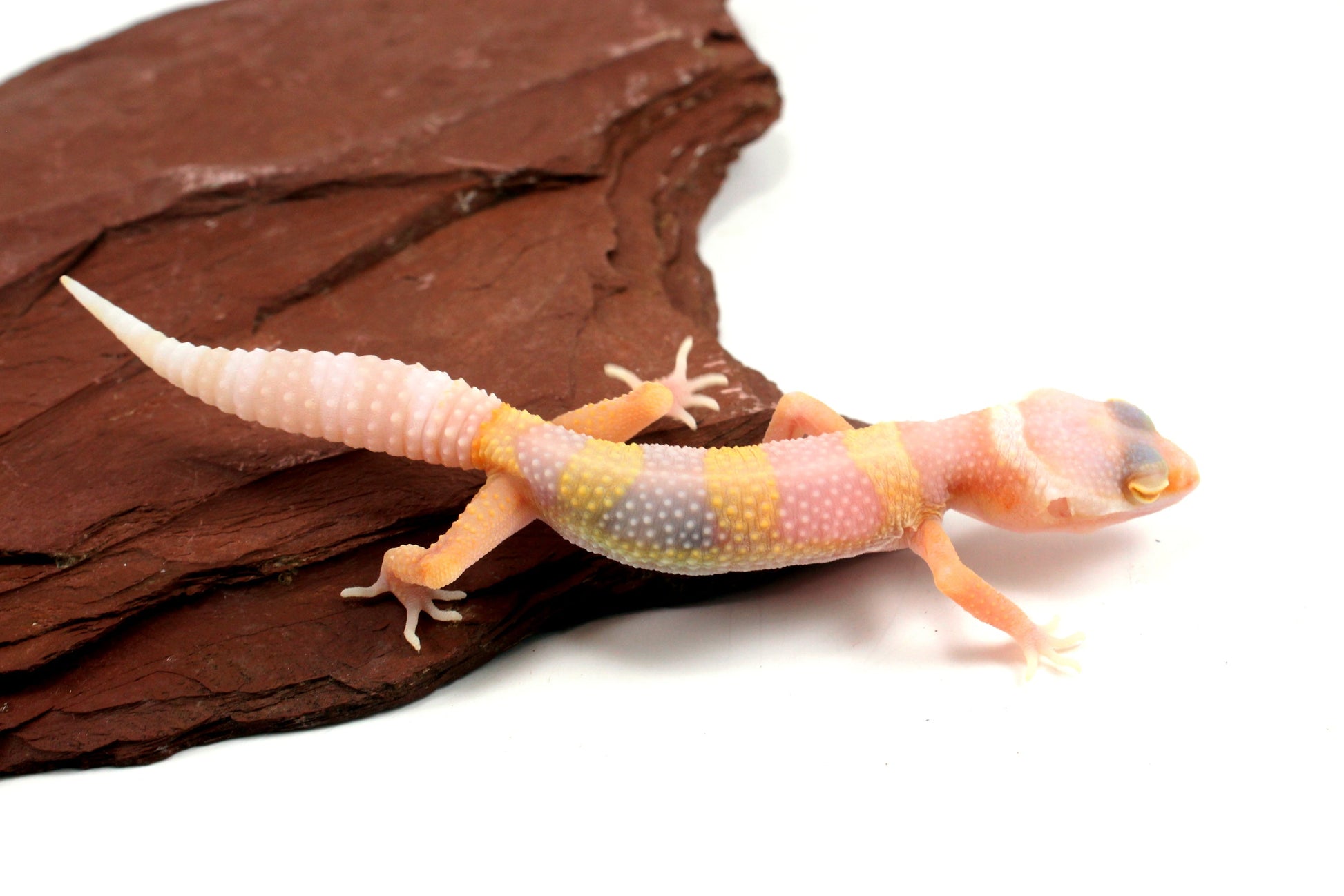 Bubblegum Albino Leopard Gecko All Reptiles