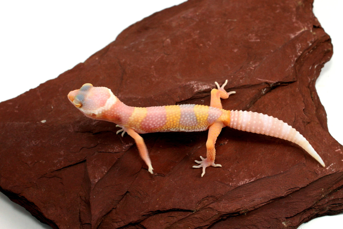 Bubblegum Albino Leopard Gecko All Reptiles